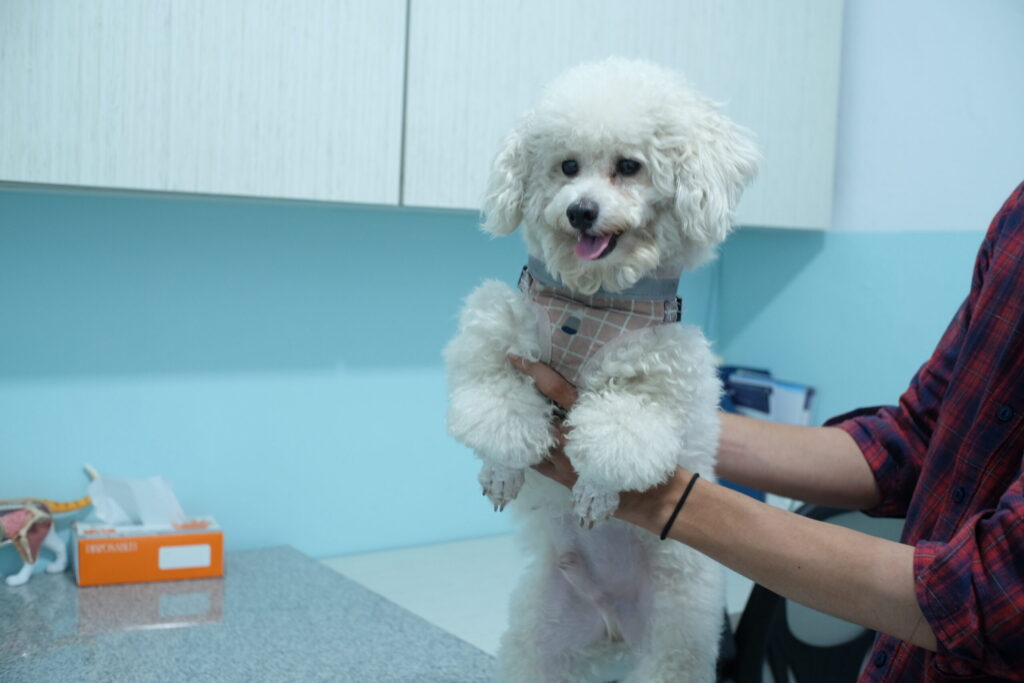 Foto Anjing dari Klinik Hewan Terdekat