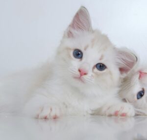 Kucing Happy dari Dokter Hewan Terdekat kamu